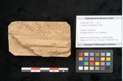 Foto (Objekt + Etikett) von Cyperites hoettingensis Palla (NHMW-GEO-2024-0188-11627)